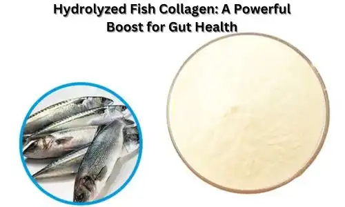 Hydrolyzed Fish Collagen: A Powerful Boost for Gut Health